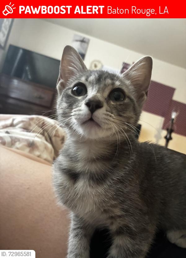 Lost Female Cat last seen Near Florida blvd , Baton Rouge, LA 70815