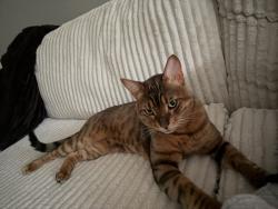 Lost Male Cat last seen Gravel Drive, Greater Sudbury, ON 