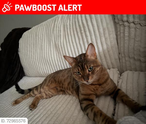 Lost Male Cat last seen Gravel Drive, Greater Sudbury, ON 