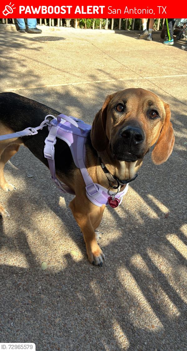 Lost Female Dog last seen Parkwood pool, San Antonio, TX 78249