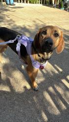 Lost Female Dog last seen Parkwood pool, San Antonio, TX 78249