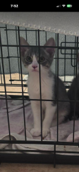 Lost Male Cat last seen Elliot , Henry County, GA 30252