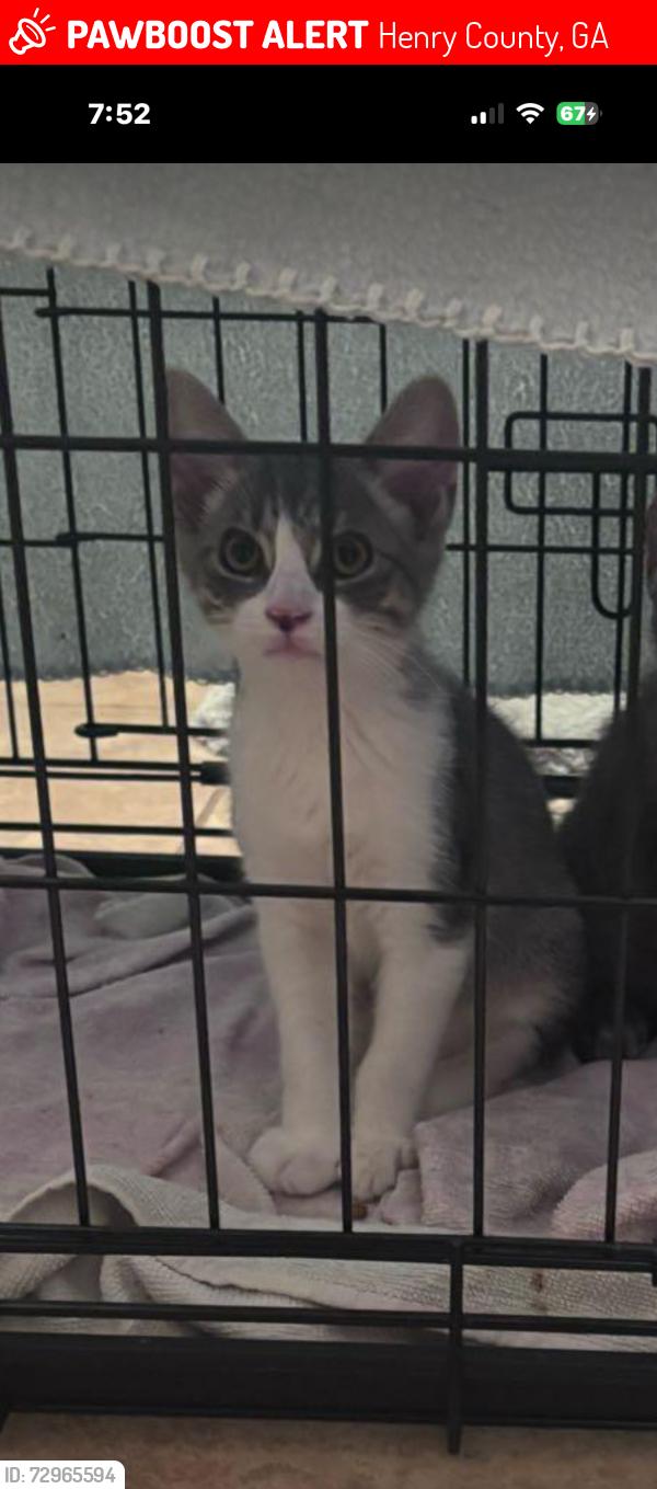 Lost Male Cat last seen Elliot , Henry County, GA 30252