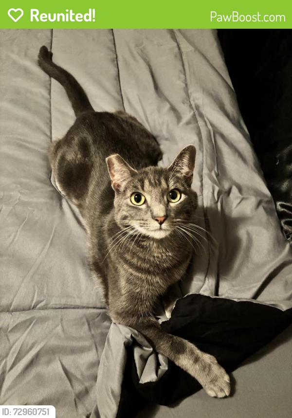 Reunited Male Cat last seen Creston Road near Planet fitness, next to Winifred Pifer Elementary , Paso Robles, CA 93446