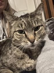 Lost Male Cat last seen Georgetowne dr Elon and Jamestowne dr, Elon, NC 27244