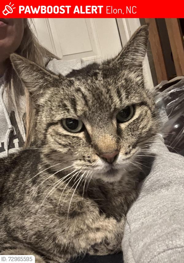 Lost Male Cat last seen Georgetowne dr Elon and Jamestowne dr, Elon, NC 27244