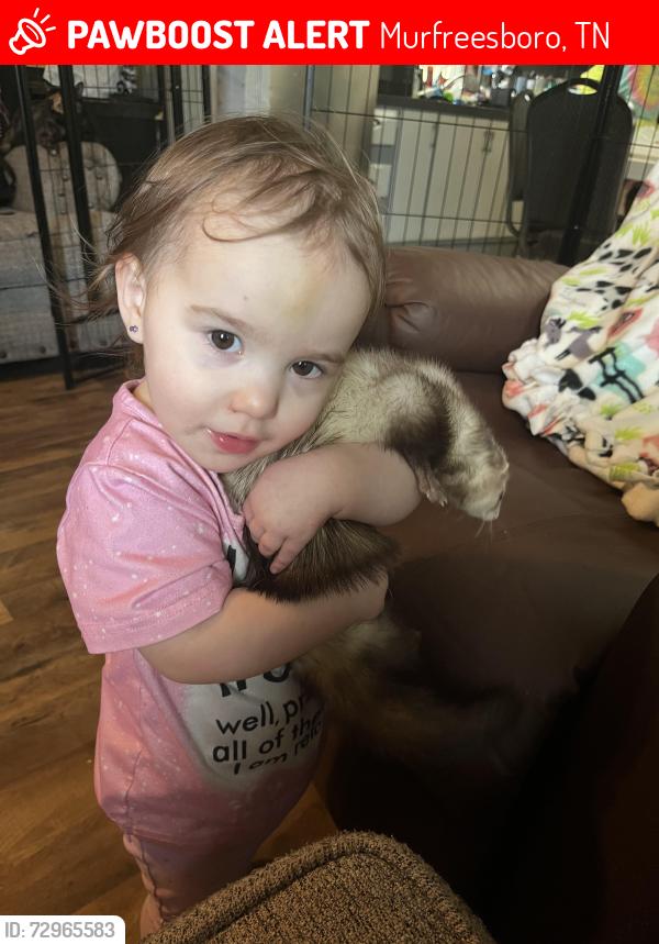 Lost Female Ferret last seen North Tennessee & wenlon drive , Murfreesboro, TN 37130