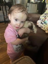 Lost Female Ferret last seen North Tennessee & wenlon drive , Murfreesboro, TN 37130