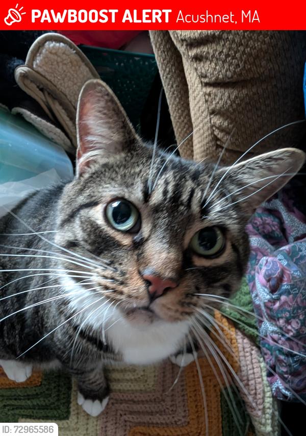 Lost Female Cat last seen Main Street Acushnet, Acushnet, MA 02743