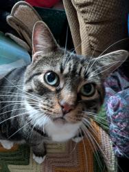 Lost Female Cat last seen Main Street Acushnet, Acushnet, MA 02743