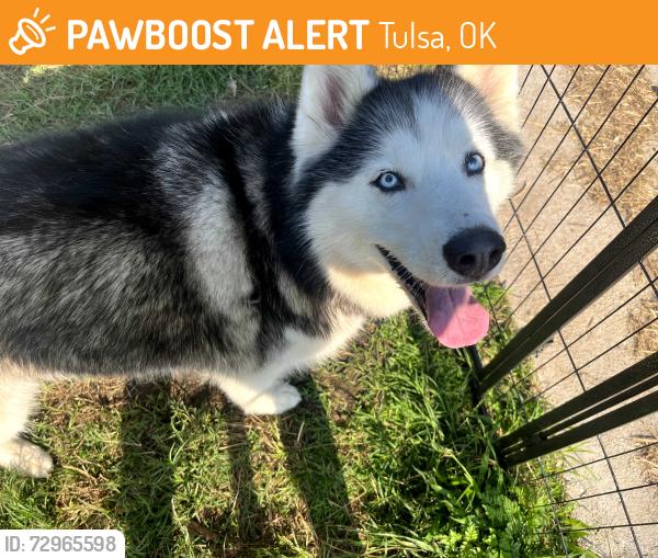 Found/Stray Unknown Dog last seen Near Independence and N Harvard, Tulsa, OK 74105