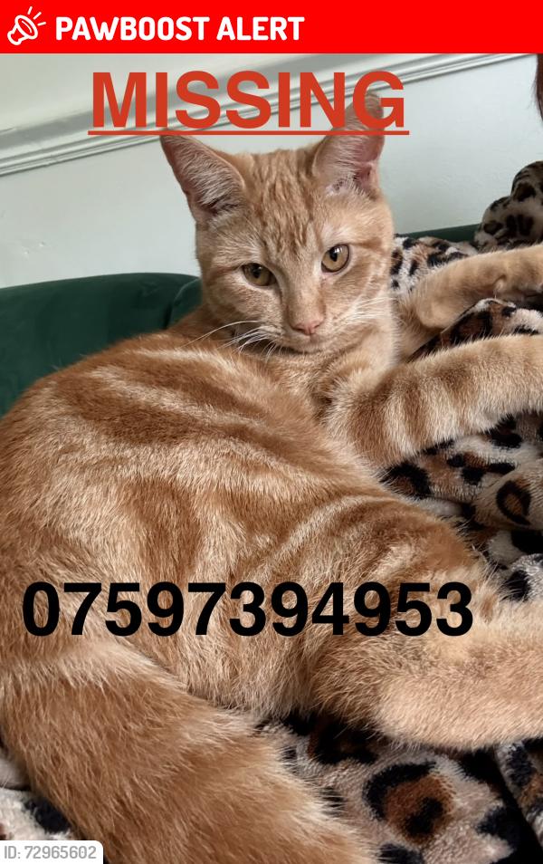 Lost Male Cat last seen Douglas Road , Greater London, England RM11 1AN