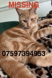 Lost Male Cat last seen Douglas Road , Greater London, England RM11 1AN