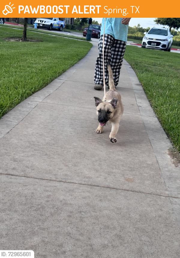 Found/Stray Female Dog last seen Near and Spring stubner, Spring, TX 77379