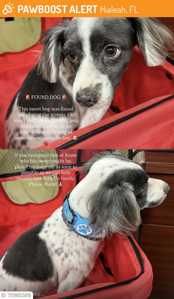 Found/Stray Male Dog last seen East 21st Street & East 1st Avenue (Hialeah Train Station), Hialeah, FL 33010