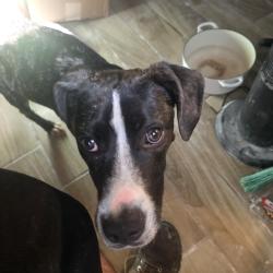 Found/Stray Male Dog last seen Wawa University 32211 Jacksonville florida, Jacksonville, FL 32211