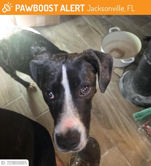 Found/Stray Male Dog last seen Wawa University 32211 Jacksonville florida, Jacksonville, FL 32211
