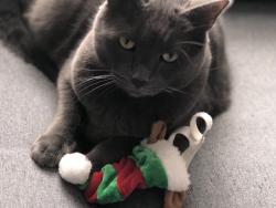 Lost Male Cat last seen East street and east state streets doylestown borough, Doylestown, PA 18901