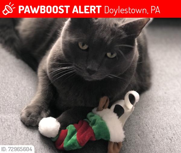 Lost Male Cat last seen East street and east state streets doylestown borough, Doylestown, PA 18901