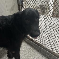 Reunited Unknown Dog last seen Port Saint Lucie, Port St. Lucie, FL 34986