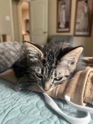 Shelter Stray Male Cat last seen Bexar County, New Braunfels, TX 78130