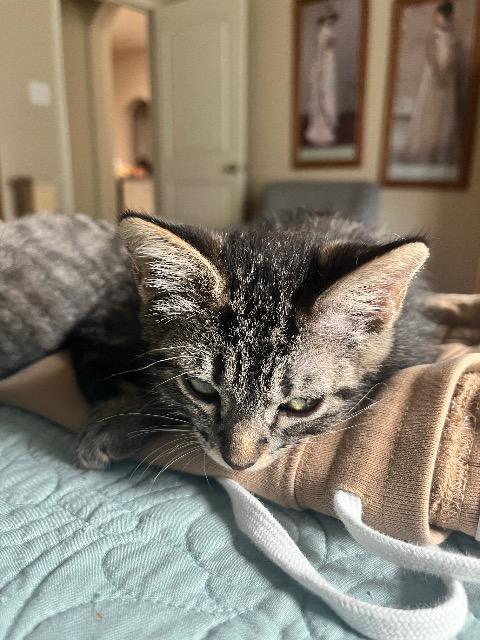 Shelter Stray Male Cat last seen Bexar County, New Braunfels, TX 78130