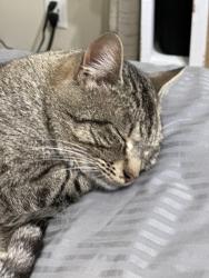 Reunited Male Cat last seen Grant Ave -7th St - Penoyer Lakeshore Middle School, Grand Haven, MI 49417