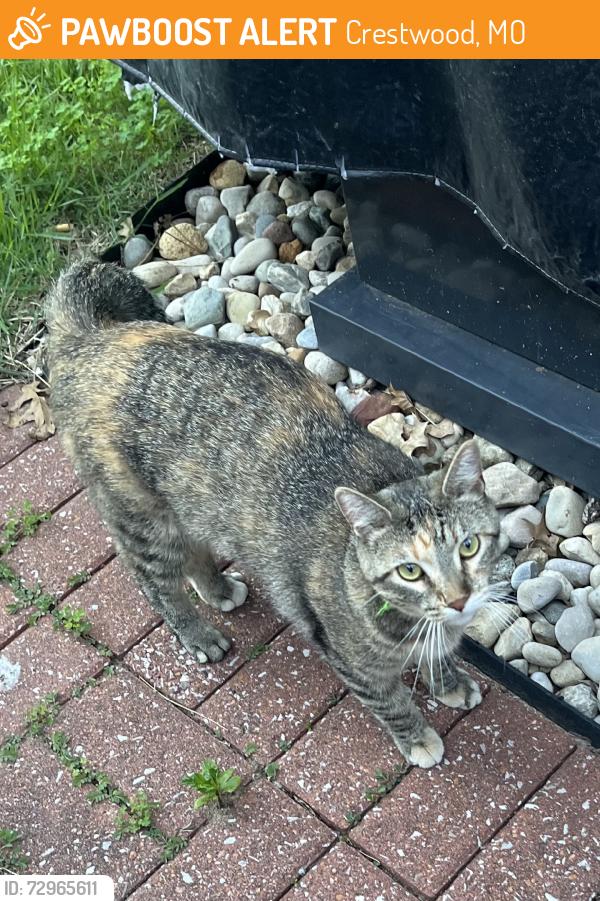 Found/Stray Female Cat last seen Rayburn, Crestwood, MO 63126