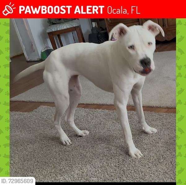 Lost Female Dog last seen Near ne 68th ct, Ocala fl 34470, Ocala, FL 34470