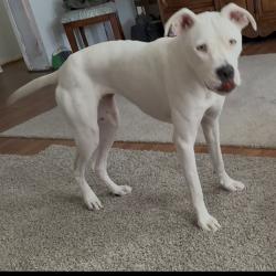 Lost Female Dog last seen Near ne 68th ct, Ocala fl 34470, Ocala, FL 34470