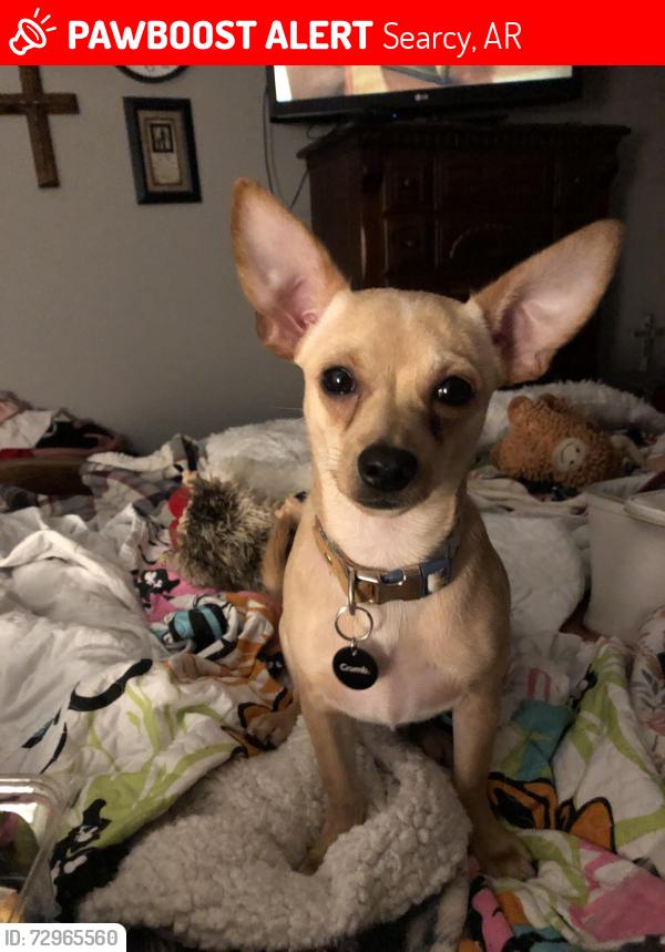 Lost Male Dog last seen Behind Walmart Supercenter Villas apmts , Searcy, AR 72143
