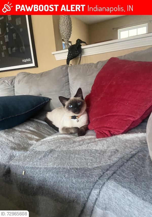 Lost Male Cat last seen Fall Creek and Briarclift rf, Indianapolis, IN 46256