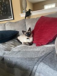 Lost Male Cat last seen Fall Creek and Briarclift rf, Indianapolis, IN 46256