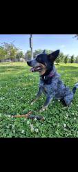 Lost Male Dog last seen Taylor blvd , Louisville, KY 40215