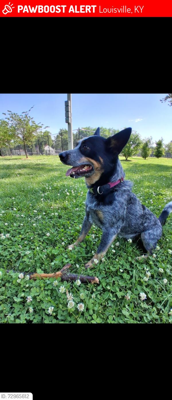 Lost Male Dog last seen Taylor blvd , Louisville, KY 40215