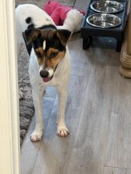 Found/Stray Female Dog last seen Somers crest/Somers Road  area (78211), San Antonio, TX 78211