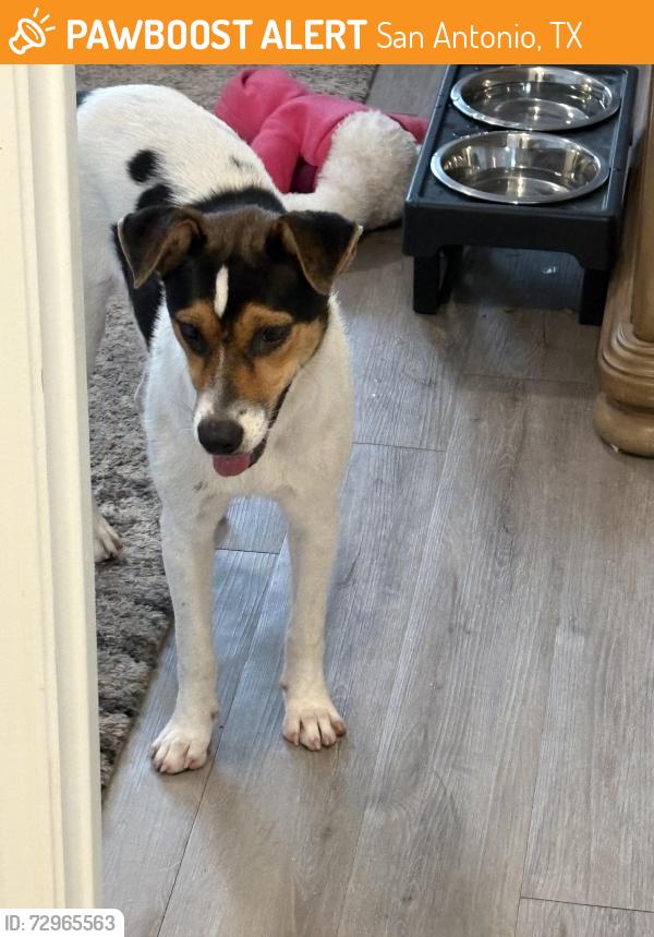 Found/Stray Female Dog last seen Somers crest/Somers Road  area (78211), San Antonio, TX 78211