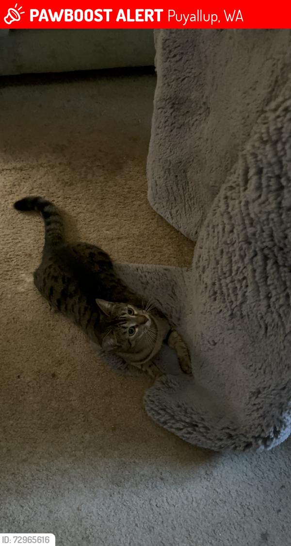 Lost Female Cat last seen Puyallup River, Puyallup, WA 98372