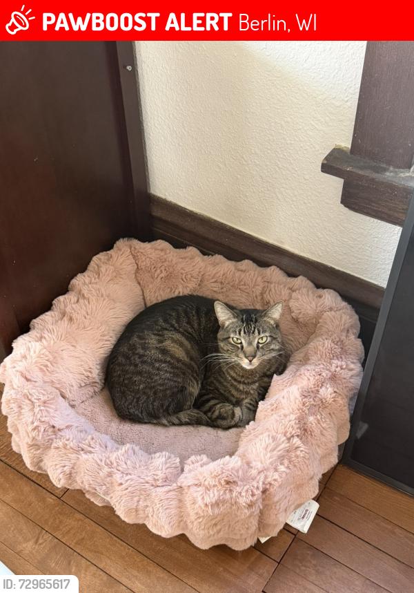 Lost Male Cat last seen Nathan strong park , Berlin, WI 54923