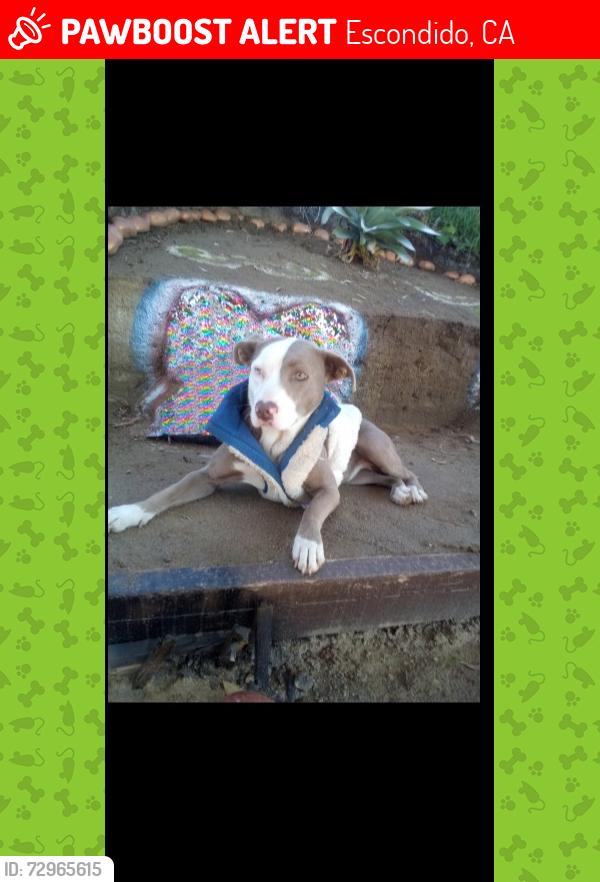 Lost Female Dog last seen By the humane Society , Escondido, CA 92027