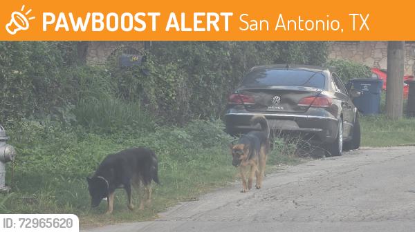 Found/Stray Unknown Dog last seen Colorado, San Antonio, TX 78228
