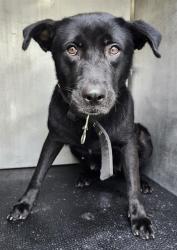 Shelter Stray Female Dog last seen CALLOLL AVE AND GARLAND ST, San Antonio, TX 78227