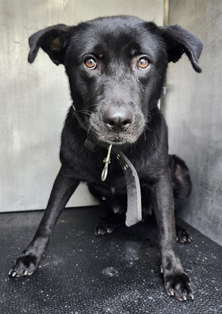Shelter Stray Female Dog last seen CALLOLL AVE AND GARLAND ST, San Antonio, TX 78227