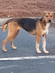 Found/Stray Unknown Dog last seen Near Commercial Road Spartanburg SC 29303, Spartanburg, SC 29303