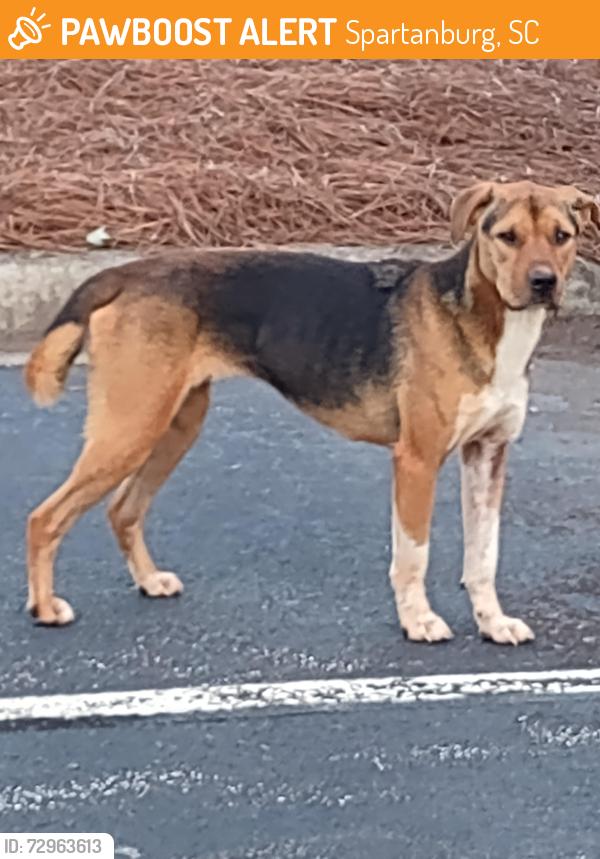 Found/Stray Unknown Dog last seen Near Commercial Road Spartanburg SC 29303, Spartanburg, SC 29303