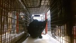 Shelter Stray Unknown Cat last seen Near BLOCK E 21 ST, Doral, FL 33122