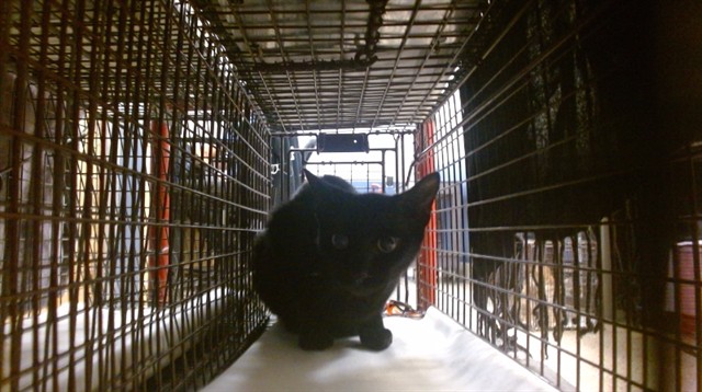 Shelter Stray Female Cat last seen Near BLOCK E 21 ST, Doral, FL 33122