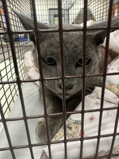 Shelter Stray Male Cat last seen Near BLOCK SW 189TH TERR, Doral, FL 33122