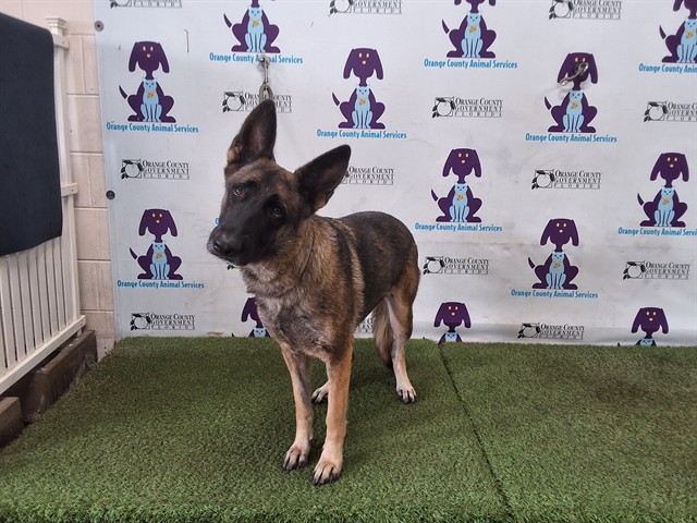 Shelter Stray Female Dog last seen , Orlando, FL 32839