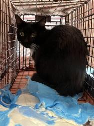 Shelter Stray Unknown Cat last seen Near BLOCK SW 70 AV, PLANTATION FL 33317, Davie, FL 33312
